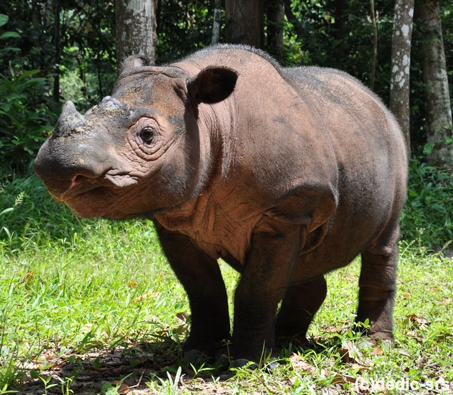 https://badak.or.id/sumatran-rhino/